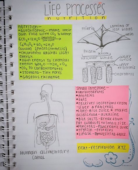 Biology Life Process Notes, Class 10 Bio Notes Life Process, Life Processes Biology Notes Class 10, Class 10 Bio Notes, Class 10 Cbse Notes Aesthetic, Class 10 Life Processes Notes, Life Processes Class 10 Notes Aesthetic, Life Processes Biology Notes, Biology Notes Class 10