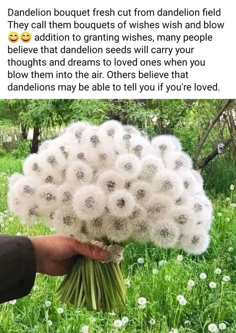 Dandelion Bouquet, Beautiful Angels, Favourite Flowers, Angels Pictures, Beautiful Angels Pictures, Dandelion Seed, Parts Of A Plant, Angel Pictures, Fresh Cut