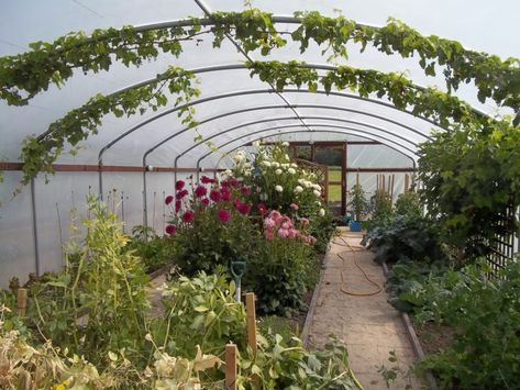 13 DIY High Tunnel Ideas to Build in Your Garden Polytunnel Gardening, Polly Tunnel, Polytunnel Ideas, Garden Tunnel, Poly Tunnel, High Tunnel, Low Maintenance Garden Design, Tunnel Greenhouse, Best Greenhouse