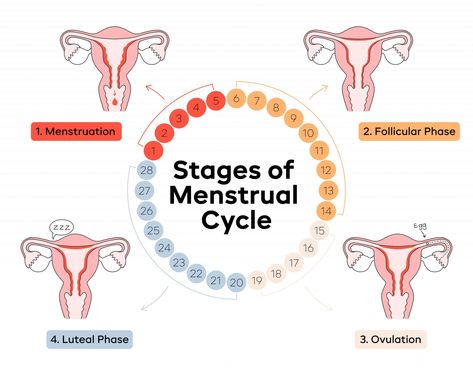 Stages-Of-The-Menstrual-Cycle-Illustrations-02 Aunt Flow, Menstrual Cycle Phases, Menstruation Cycle, Period Cycle, Follicle Stimulating Hormone, Corpus Luteum, Progesterone Levels, Fallopian Tubes, Mood Changes