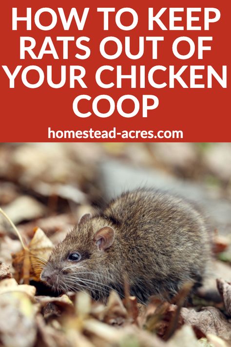 Diy Chicken Coop Feeder, Keep Rats Out Of Chicken Coop, Keeping Mice Out Of Chicken Coop, How To Get Rid Of Mice In Chicken Coop, Keep Mice Out Of Chicken Coop, How To Keep Mice Out Of Chicken Coop, How To Keep Rats Out Of Chicken Coop, How To Get Rid Of Rats In Chicken Coop, Landscaping Around Chicken Coop