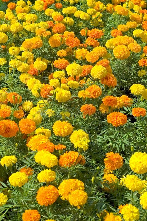 Marigold Seeds, Full Sun Annuals, Growing Marigolds, Garden Catalogs, Urban Farmer, Flower Yellow, Marigold Flower, Beautiful Flowers Garden, Organic Seeds