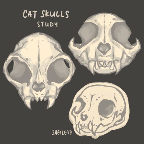 Cute Animal Skull Drawing, Cat Skull Reference Drawing, Skull Of Animals, Cute Cat Skull Drawing, How To Draw A Cat Skull, Small Cat Skull Tattoo, Cat Skull Tattoo Simple, Cat Bone Structure, Cat Bones Drawing