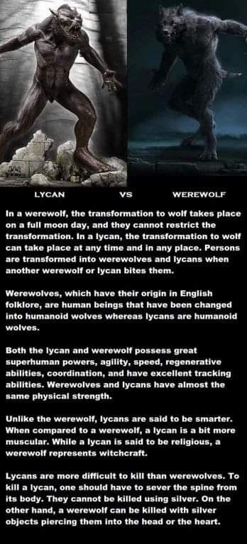 Types Of Werewolves, Books About Werewolves, Cool Werewolf Art, Mythical Beasts Monsters, Were Creatures, Werewolf History, Werewolf Folklore, Werewolf Fantasy Art, Werewolf Aesthetic Dark