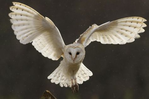 I submitted a short story to another writing contest. This time it's about a little barn owl who helps a lost child. I hope you like it! Barn Owl Drawing, Barn Owl Tattoo, Owl Tattoo Sleeve, Owl Tattoo Small, Barn Owl Necklace, Barn Owl Art, Owl Facts, Owl Drawing, Owl Wings