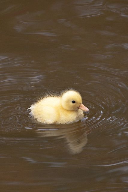 Duck Asthetic Picture, Duck Reference Photo, Ducklings In Water, Ducks Coop, Duck In A Pond, Duck In Pond, Duck Reference, Farm Life Aesthetic, Duck With Ducklings