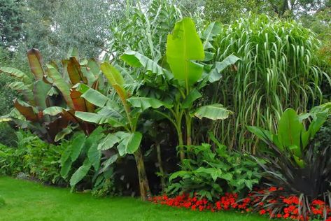 Cold hardy exotic plants for that tropical garden effect Tropical Garden Plants, Rock Border, Tropical Garden Design, Jungle Gardens, Tropical Backyard, Trendy Plants, Banana Plants, Garden Oasis, Garden Care