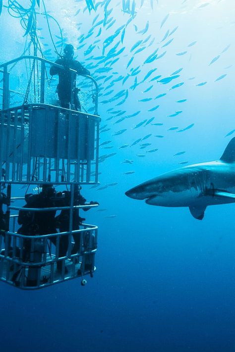 Go Shark Diving in Oahu, Hawaii! An Oahu shark dive in infested waters while you are protected in an underwater cage sounds like something that only National Geographic researchers would get to do right?  Shockingly, shark cage diving in Oahu really is something that you can book! At first I didn’t actually believe it was a real, but if you are brave enough you really can swim with sharks off of Oahu’s North Shore. Check out 11 Places You Can't Miss In Hawaii (Oahu). A quick preview of the top s جزر المالديف, Shark Cage Diving, Shark Cage, Africa Trip, Extreme Adventure, 100 Things To Do, Shark Diving, Adventure Bucket List, Koh Tao