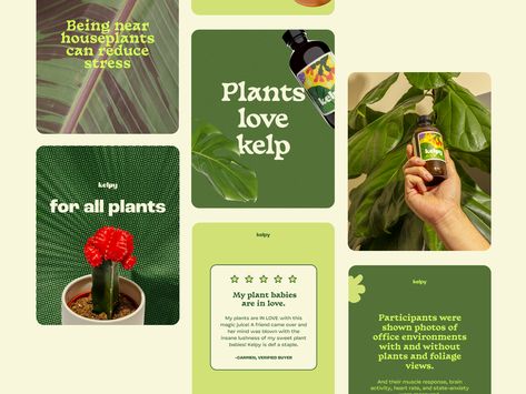 kelpy social design Media Branding Design, Social Media Branding Design, Plant House, Social Design, Plant Shop, Social Media Post Design, Digital Marketing Social Media, Social Media Campaign, Social Media Design Inspiration