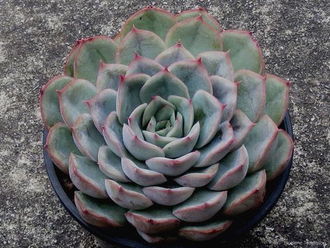 Echeveria 'Hercules' (Derivative of a photo by Noelene Tomlinson. Used with permission. All rights reserved.) #echeveria #succulent #succulents #cactiandsucculents #succupedia #worldofsucculents Suculent Plants, Echeveria Succulent, Succulent Potting Mix, Small Succulents, Liquid Fertilizer, Potting Soil, Cacti And Succulents, Grey Green, Hercules