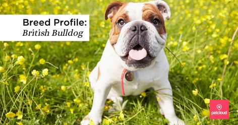 Is the British Bulldog the Right Dog for You? | Blog | PetCloud Bulldog Training, Wrinkle Dogs, Muscular Legs, Dog Training Classes, British Bulldog, Popular Dog Breeds, Popular Dog, Dog Coats, English Bulldog