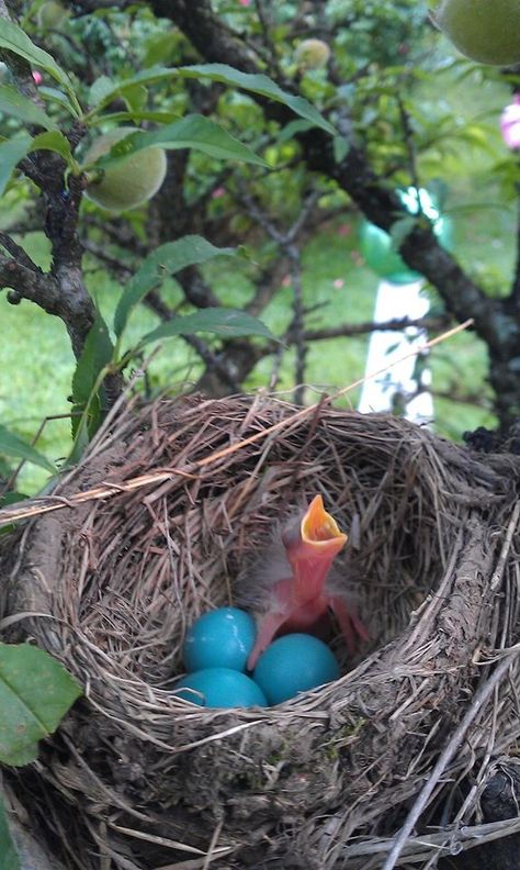 Baby bird Robin Nest, Bird Nests Art, Egg Hatching, Robin Eggs, Birds Eggs, Egg Pictures, Bird Branch, Robins Nest, European Robin