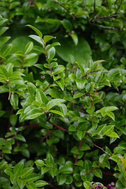 Evergreen Huckleberry, Yard Plants, Front Yard Plants, Black Berries, Broadleaf Evergreen, Mercer Island, Evergreen Shrubs, Camping Survival, Ecosystem