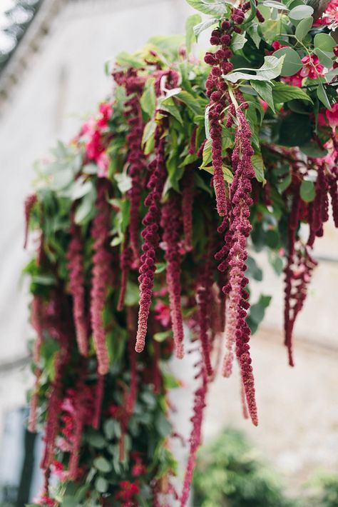 ceremonies with amaranthus - photo by Lisa Poggi https://ruffledblog.com/romantic-black-tie-wedding-in-tuscany Amaranth Wedding Decoration, Amaranthus Wedding Arch, Venue Entrance Decor Wedding, Amaranth Garland, Hanging Amaranthus Wedding, Amaranthus Arrangement, Thistle Flower Arrangement, Amaranthus Wedding, Amaranth Wedding