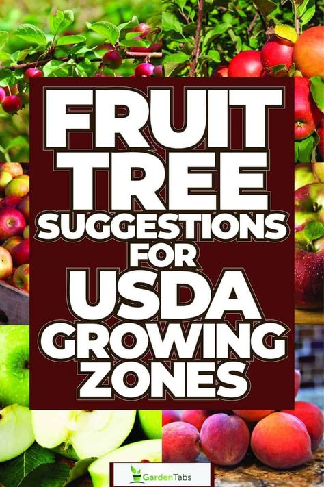 Fruit Tree Suggestions for USDA Growing Zones 1-13 Zone 4 Fruit Trees, Low Maintenance Fruit Trees, When To Plant Fruit Trees, Fruit Trees Backyard Design, Mangosteen Tree, Fruit Tree Orchard, Fast Growing Fruit Trees, Lychee Tree, Small Fruit Trees