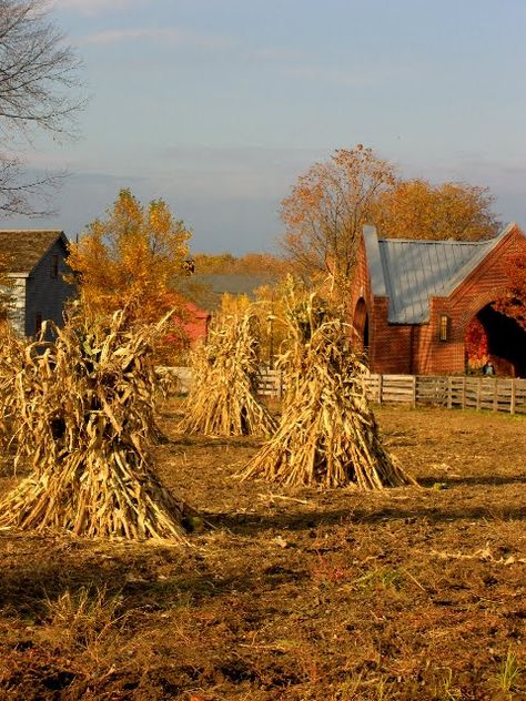 Corn shocks!  Love them.... but becoming a thing of the past....                                                                                                                                                                                 More Corn Stalks, Autumn Scenes, Down On The Farm, Autumn Scenery, Harvest Season, Autumn Beauty, Seasons Of The Year, Fall Pictures, Country Farm