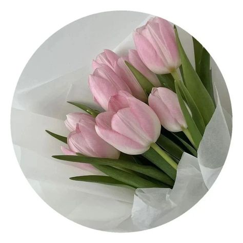 Lisa Pfp, Tulip Flower, Tulips, Pink