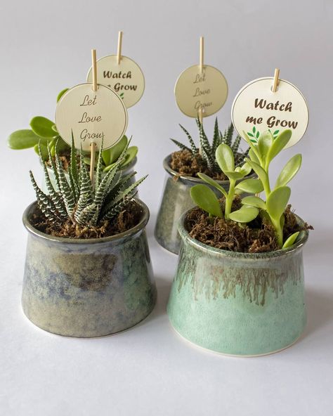 Succulent Favors, Mini Plant, Succulent Gift, Return Gifts, Succulent Gifts, Mini Plants, Diwali Gifts, Green Gifts, Plant Gifts