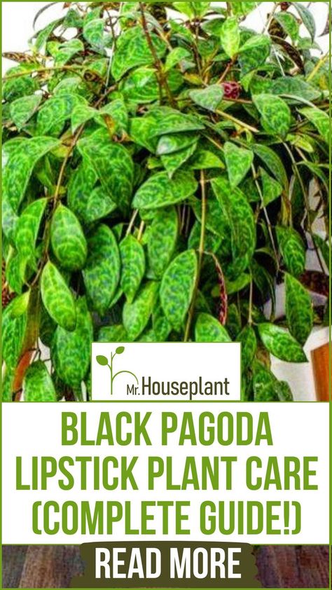 Beautiful Black Pagoda Lipstick Plant with its green leaves. Lipstick Plant Care, Black Pagoda Lipstick Plant, Lipstick Plant, Plant Parent, Indoor Plant Care, House Plant Care, Happy And Healthy, Propagating Plants, All About Plants