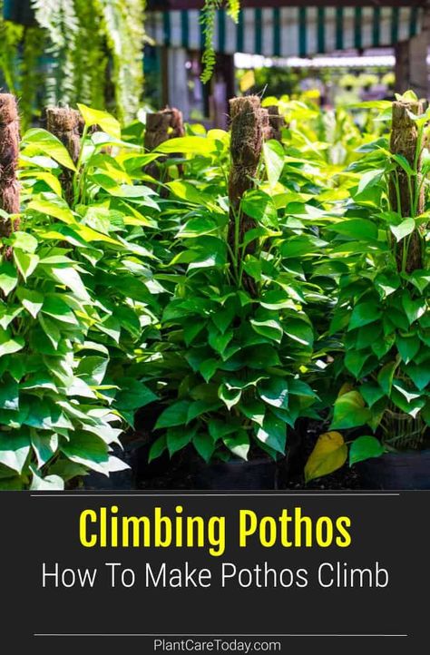 Climbing Pothos: How To Make Pothos Climb Large Pothos Plant, Climbing Pothos Indoor, Pothos Trellis, Climbing Pothos, Pothos Climbing Ideas, Pathos Plant, Indoor Climbing Plants, Pole Climbing, Pothos Vine