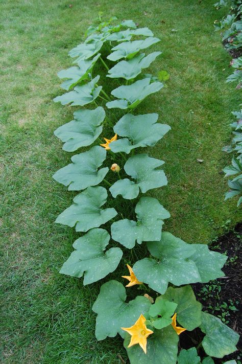 growing pumpkins Pumpkin Garden Ideas, Growing Pumpkin, Pumpkin Trellis, Pumpkin Plants, Pumpkin Plant, Planting Pumpkins, Pumpkin Garden, Pinterest Garden, Growing Pumpkins