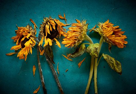 Withered Sunflower, Sunflower Reference, Chiaroscuro Photography, Dried Sunflowers, Decay Art, Yellow Aesthetic Pastel, Sunflower Photography, Plant Fungus, Sunflower Pictures