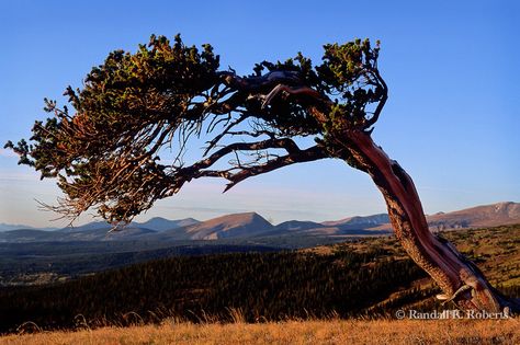 A bent Bristle cone pine tree leans as a result of trying to grow against the frequent high winds on Windy Ridge, near Alma, Colorado in the Pike National Forest. Bristle cone pines are among the oldest living things on Earth. Alma Colorado, Bristlecone Pine Tree, Rainbow Eucalyptus Tree, Rainbow Eucalyptus, Bristlecone Pine, Wooded Landscaping, Visit Colorado, Natural Structures, Single Tree