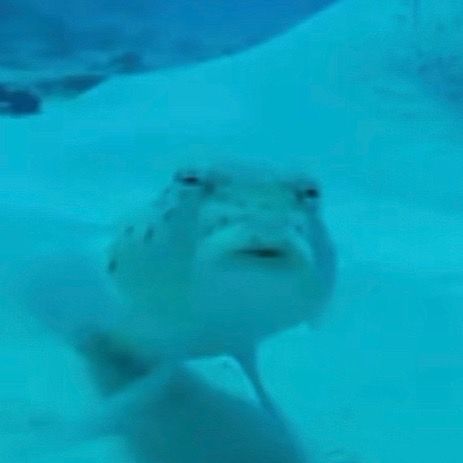 Funny Sea Creatures, Cursed Fish Images, Headache Reaction Pic, Silly Sea Animals, Cursed Fish, Goofy Shark, Silly Sea Creatures, Goofy Fish, Funny Sea Animals