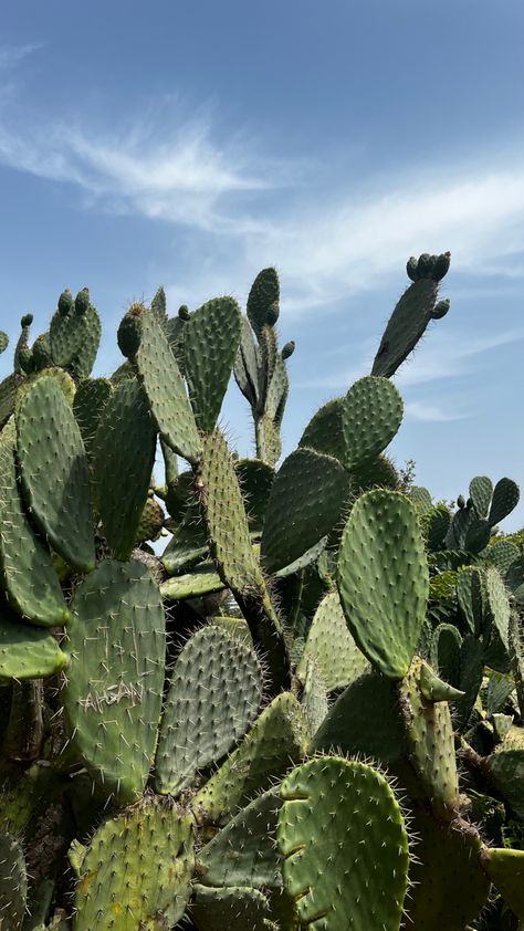 Cactus Plant Aesthetic, Cactus Aesthetic Wallpaper, Dina Tlou, Mexican Margarita, Living In Mexico, Western Aesthetic, Plant Aesthetic, Agaves, Green Aesthetic