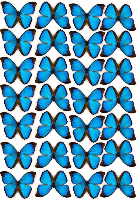 Butterfly Printable Template, Instagram Black Theme, Diy Gift For Bff, Flower Boquet, Diy Phone Case Design, Blue Butterfly Wallpaper, Butterfly Art Painting, Rose Flower Pictures, Butterfly Template