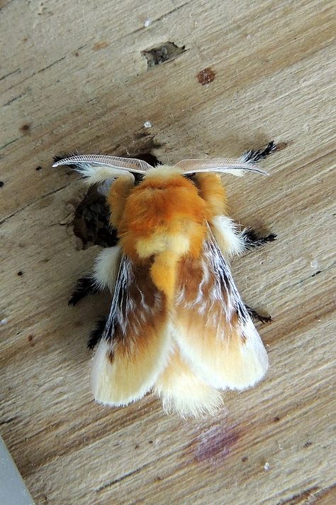 Southern Flannel Moth Caterpillar, Black Waved Flannel Moth, Pretty Moths Real, Moth Breeds, Moths Pictures, Fluffy Caterpillar, Moth Antenna, Pet Moth, Cool Moths