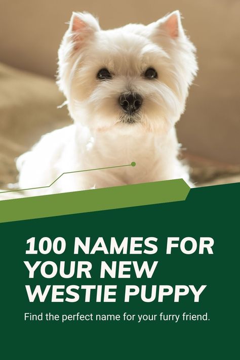 100 Names for Your New Westie Puppy (West Highland Terrier Name Ideas) Wheaton Terrier Puppy, Westies Puppies, Staffie Puppies, Westie Puppies For Sale, Top Dog Names, West Highland Terrier Puppy, Dog Paw Care, West Terrier, Boy Dog Names