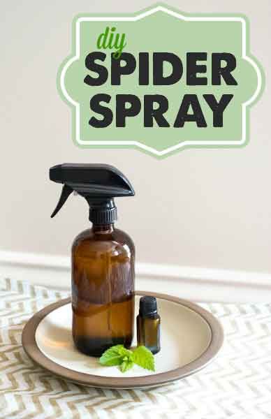 Spider Spray, Spiders Repellent, Get Rid Of Spiders, Diy Pest Control, Insect Spray, Natural Pest Control, Bug Repellent, Homemade Diy, Insect Control