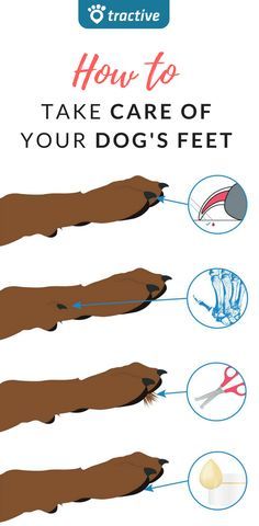 Dog Paw Care, Paw Care, Dog Pitbull, Dog Grooming Tips, Dog Health Tips, Dog Nails, Dog Hacks, Dog Care Tips, Pet Care Tips