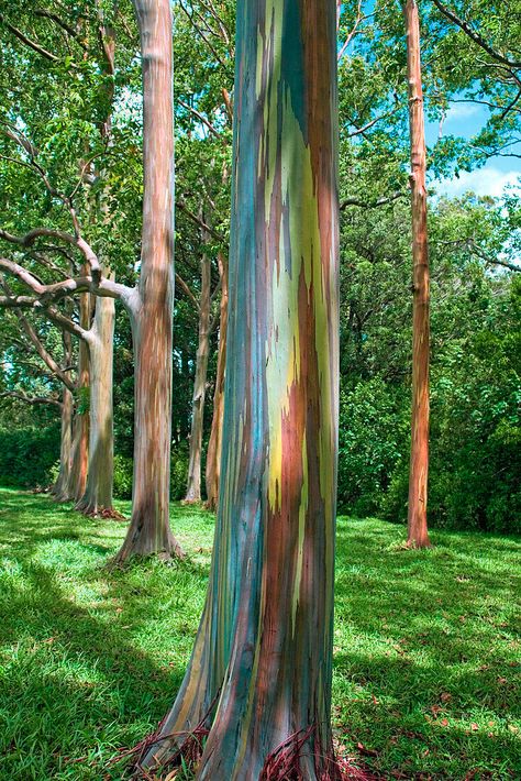 Wildlife Conservation Projects, Rainbow Eucalyptus Tree, Conservation Projects, Rainbow Eucalyptus, Hawaii Maui, Rainbow Tree, Rainbow Paint, Eucalyptus Tree, Eco Living