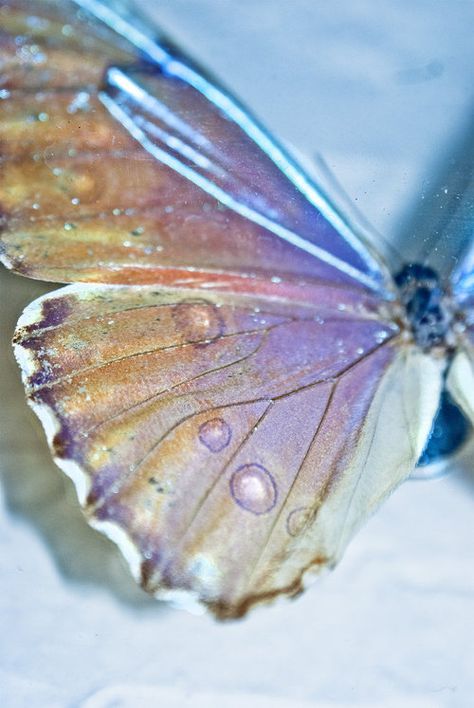 amber phantom butterfly Lizzie Hearts, Papillon Butterfly, Butterfly Kisses, A Butterfly, Butterfly Wings, Jewel Tones, Beautiful Butterflies, Beautiful Creatures, Beautiful World