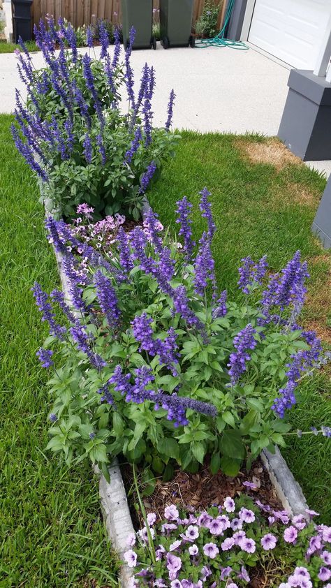 Salvia Mystic Spires Beautiful purple-blue flowers spikes. Salvia Mystic Spires, Blue Salvia, Purple Salvia, Shade Landscaping, Autumn Waterfalls, Ficus Pumila, Red Geraniums, Late Autumn, Border Plants