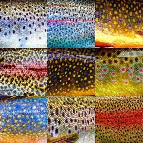 Trout Art, Fly Fishing Art, Posca Marker, Fly Fishing Tips, Rainbow Trout, Gone Fishing, Trout Fishing, Saltwater Fishing, The Fly