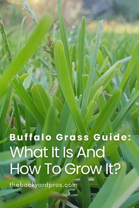 Transform Your Lawn with Buffalo Bliss: 🌱✨ Ready to revamp your green space? This comprehensive Buffalo Grass Guide has all the secrets to cultivating a lush, low-maintenance lawn. Discover what makes Buffalo Grass a game-changer and unlock the tips for growing it successfully. Your dream garden awaits! #BuffaloGrass #GreenLawnGoals #GardeningGuide Buffalo Grass Landscaping, Buffalo Grass Lawn, American Buffalo, Growing Greens, Grasses Landscaping, Grasses Garden, Clay Soil, Grass Seed, Green Lawn