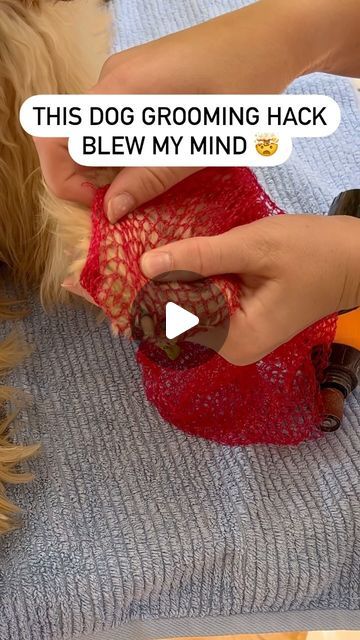 Cinnamon on Instagram: "Have you tried this hack to make grinding the nails of your fluffy dog easier? I started using it after I first saw it on Instagram and it honestly makes it so much easier to avoid hair getting caught in the grinder!  Do you do your dog’s nails with nail clippers or a nail grinder/dremel?" How To Cut Dog Nails, Dog Nail Trimming Hacks, Crafts For Dogs, Doodle Cuts, Cut Dog Nails, Dog Growling, Grooming Hacks, Pet Treats Recipes, Easy Dog Treat Recipes