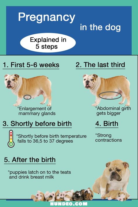 Dog Gestation Chart, Pregnant Dog Food, Pregnant Dog Care Tips, Dog Pregnancy Stages, Dog Whelping, Dog Breeding Kennels, Dog Whelping Box, Mountain Doodles, Dog Pregnancy