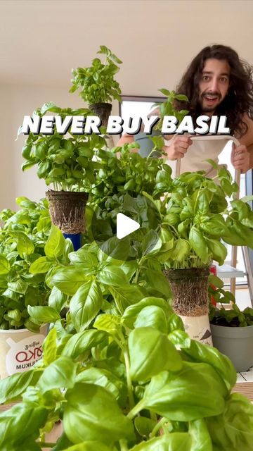 Basil Indoors Growing, How To Grow Basil In A Pot, How To Grow Basil Indoors, Basil Propagation, Basil Pot, Basil Plant Indoors, Growing Basil Indoors, Herbs Recipes, Upcycle Hacks