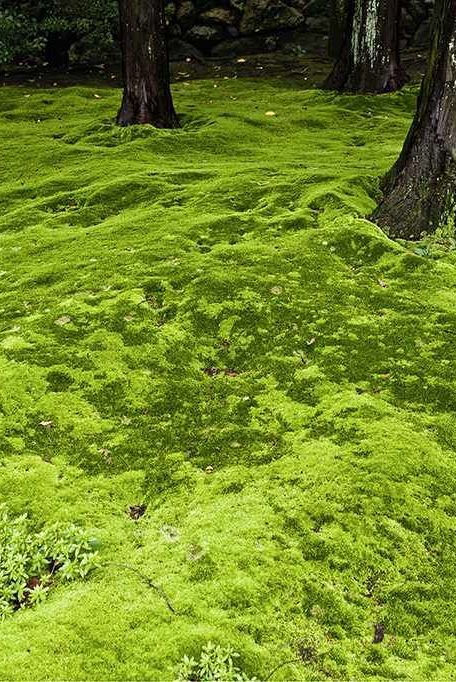 Moss lawn can be a no-mow, low-care, water-wise alternative to turfgrass lawn when circumstances are right. Learn the pros and cons of moss as a lawn substitute. #easyyardideas #nograssyardideas #moss #gardeningadvice #houseplanthacks #howtogrow #indoorflowers #plantparenttips #thespruce Moss Instead Of Grass Yards, No Grass Lawn Ideas, No Mow Fescue Lawn, Grass That Doesnt Need Mowing, Moss Yard Lawn, Moss And Clover Lawn, Moss Lawn Front Yards, Alternative To Grass Lawns, Non Grass Lawn