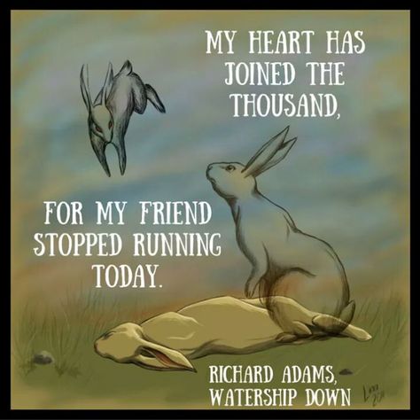 Watership Down Book, Watership Down, Black Rabbit, The Darkest Minds, Rabbit Art, Bunny Art, Pet Loss, Rabbits, Book Quotes