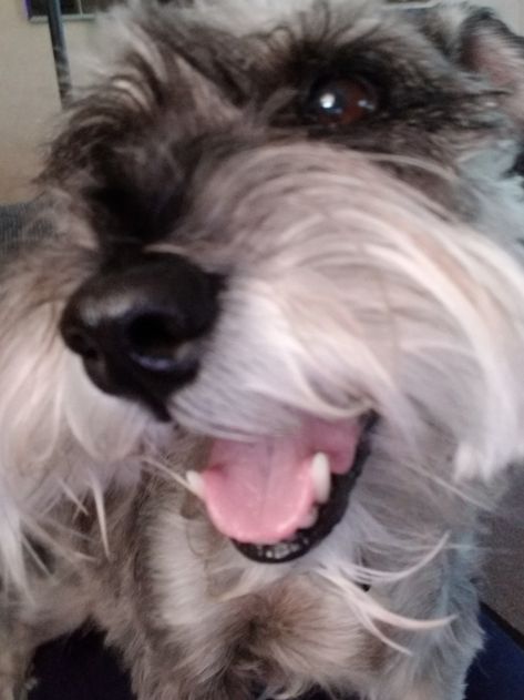 Schnauzer selfie by Wally Dogs Schnauzer, White Schnauzer, Schnauzer Breed, Miniature Schnauzers, Schnauzer Puppy, Very Cute Dogs, Schnauzer Dogs, Mini Schnauzer, Miniature Schnauzer