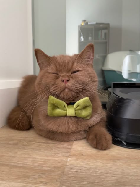 Brown British shorthair cat with a green velvet bowtie Brown Tuxedo Cat, Brown British Shorthair, Brown Cats, American Shorthair Cat, Cats Pictures, Green Bow Tie, Shorthair Cat, American Shorthair, British Shorthair Cats