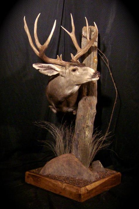 Floor Pedestal Mulie - Wild Heritage Taxidermy - CouesWhitetail.com Discussion forum Pedestal Deer Mount, Deer Mount Decor, Deer Mount Ideas, Deer Hunting Decor, Mounted Antlers, Deer Head Decor, Deer Heads Mount, Taxidermy Deer, Taxidermy Decor