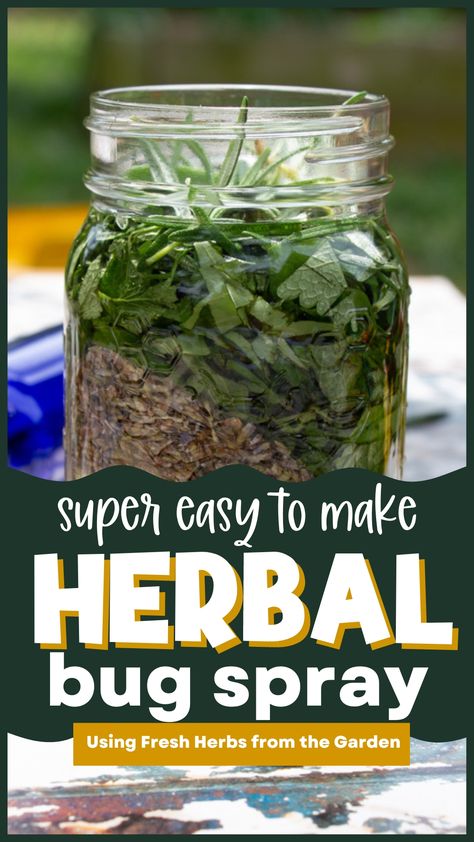 herbal bug spray steeping in a mason jar Herbs For Bug Repellent, Herbal Bug Repellent, Beauty Berry Bug Spray, Diy Natural Bug Spray, Lemon Balm Bug Repellent, Basil Herbal Remedies, Jewelweed Spray Recipe, Natural Bug Repellent For Yard, Vanilla Bug Spray Recipe