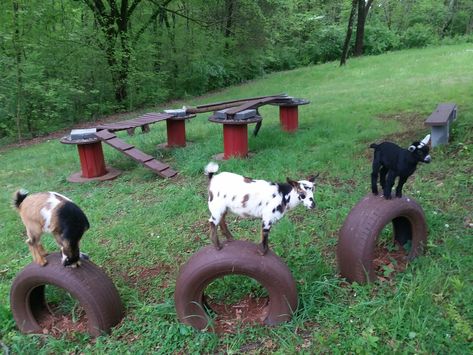 Goats In Garden, Goat Tire Toys, Ideas For Goats To Climb On, Old Tires Ideas For Goats, Goat Gate Ideas, Goat Playground Ideas Old Tires, Wooden Spool Goat Playground, Fun Goat Pen Ideas, Goats On Farm