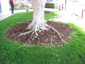 Dealing With Above-Ground Tree Roots – Growing Together with Don Kinzler Oak Trees Landscaping, Mulch Around Trees, Tree Mulch, Landscaping Around Trees, Landscaping Trees, Tree Base, Landscape Edging, Old Trees, Tree Care